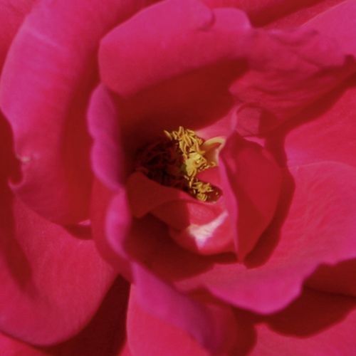 Online rózsa kertészet - virágágyi floribunda rózsa - rózsaszín - Rosa Gartenfreund® - diszkrét illatú rózsa - Tim Hermann Kordes - Szemet gyönyörködtetően erős színekkel rendelkező fajta, nagyon magas betegségekkel szembeni ellenállóság jellemzi.